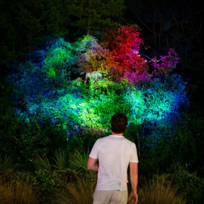 Colorful projected light spread across trees and foliage in Arboreal Canvas